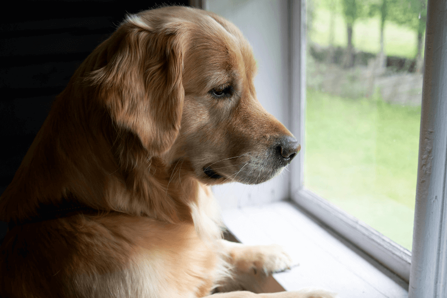Ansiedade de separação em cães: sinais, causas e como o adestramento positivo ajuda
