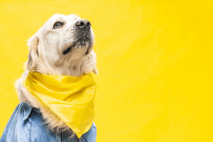 Conscientização dos Cães de Amarelo: O que significa, por que existe e como agir no passeio?