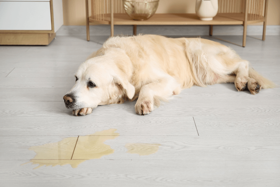 Eliminação inapropriada: Como ensinar o “banheiro” para filhotes e ajustar a rotina de cães adultos?