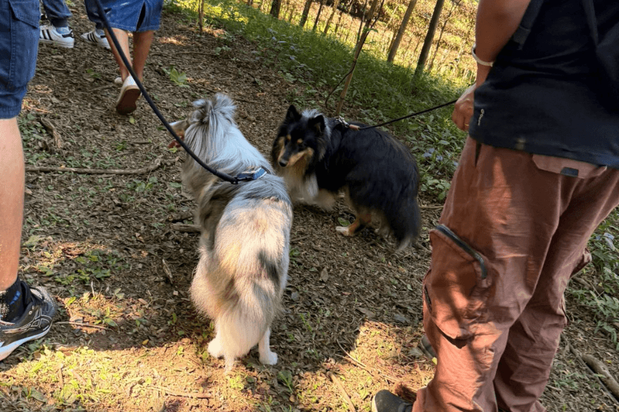 Trilha com cães na vinícola: Como uma experiência em grupo fortalece vínculo, confiança e comunidade