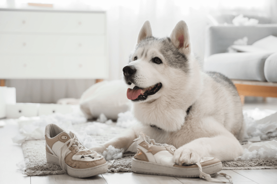 Destruição de objetos e móveis: O que seu cão está tentando resolver e como mudar com treino positivo?