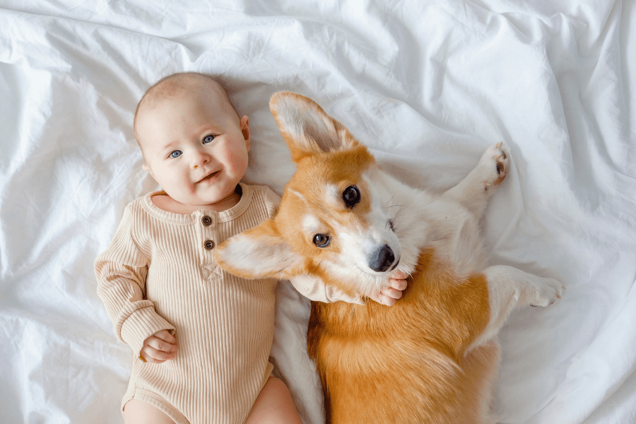 Preparar o cão para a chegada do bebê: Como criar uma transição segura e leve para a família?