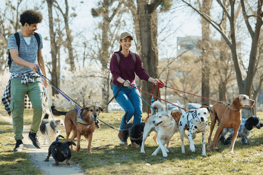 Passeio equilibrado: Como ensinar seu cão a andar sem puxar (de verdade)?