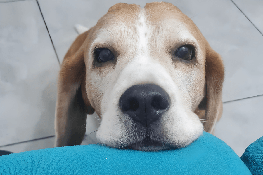 Cães idosos: Rotina, saúde e bem-estar na fase sênior