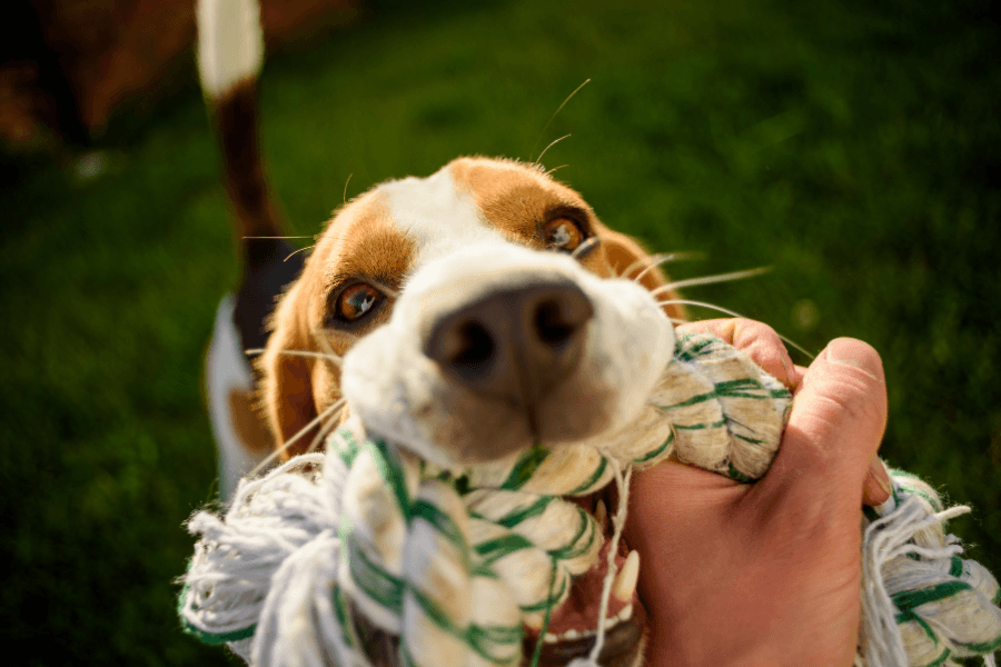Cão agitado ou estressado? Entenda a diferença