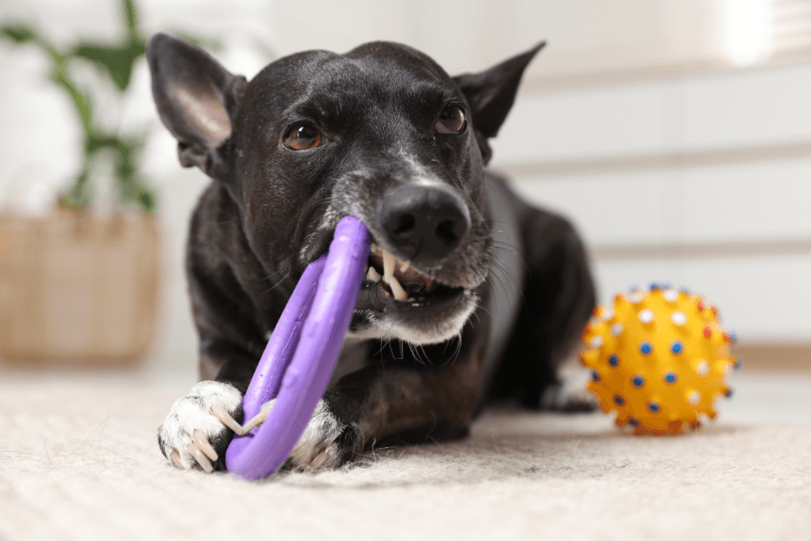 Brinquedos e mastigáveis para cães: Como escolher opções seguras para relaxar?