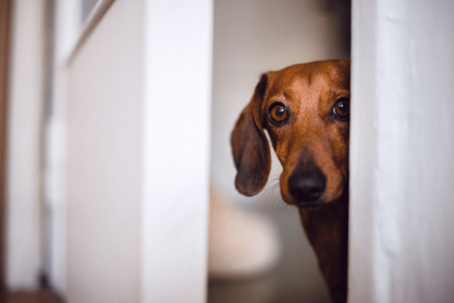 Cão sensível: Como adaptar treino e rotina para cães mais medrosos ou inseguros?
