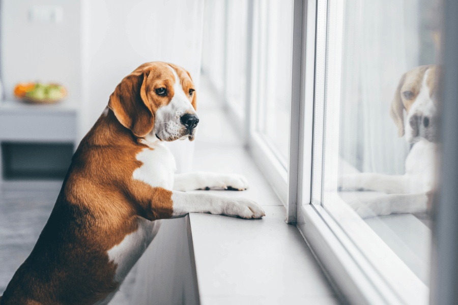 Cão sozinho em casa: Como construir autonomia com segurança?