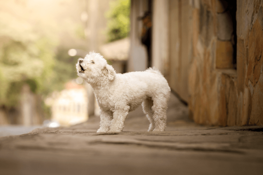 Latidos para barulhos: Como ajudar o cão a reagir melhor aos sons da rotina?