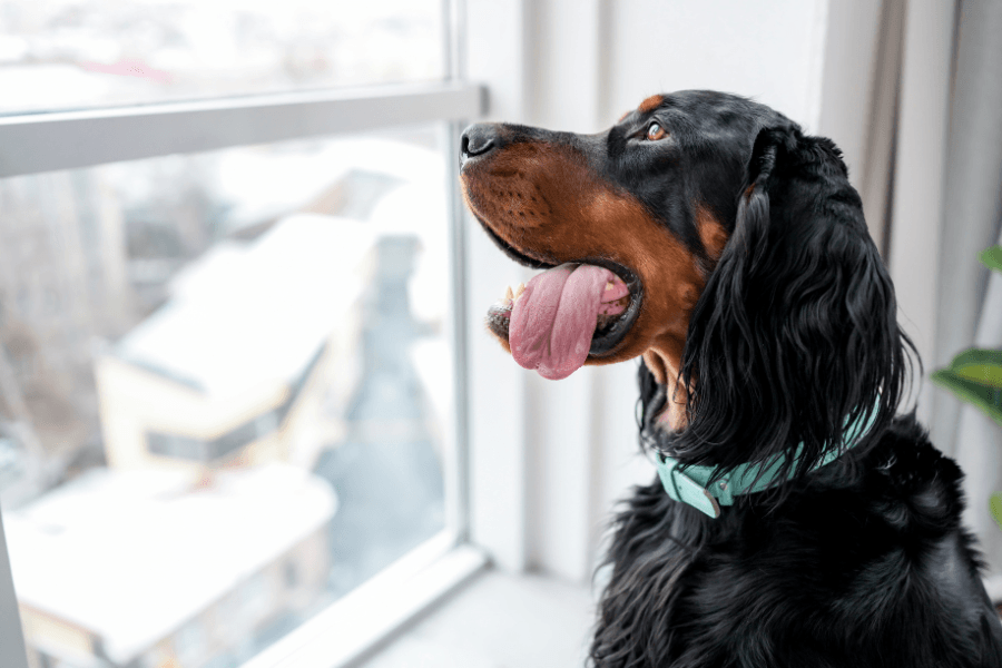 Cachorro em apartamento: Como criar uma rotina mais equilibrada?